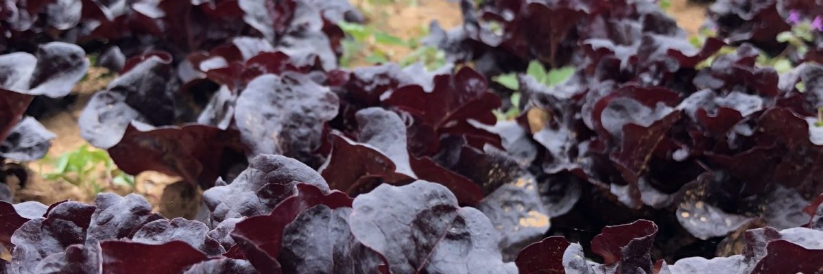 Field row of red leaf lettuce