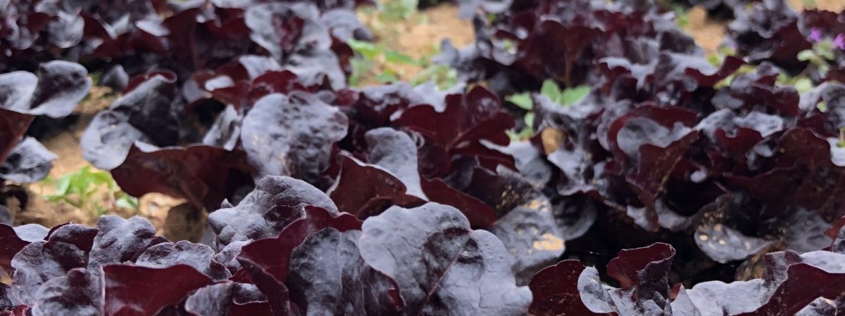 Field row of red leaf lettuce